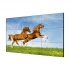 Hikvision DS-D2046TL-1B Digital Display
