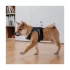 Insta360 Pet Strap Bundle Compact Camera Accessories in BD